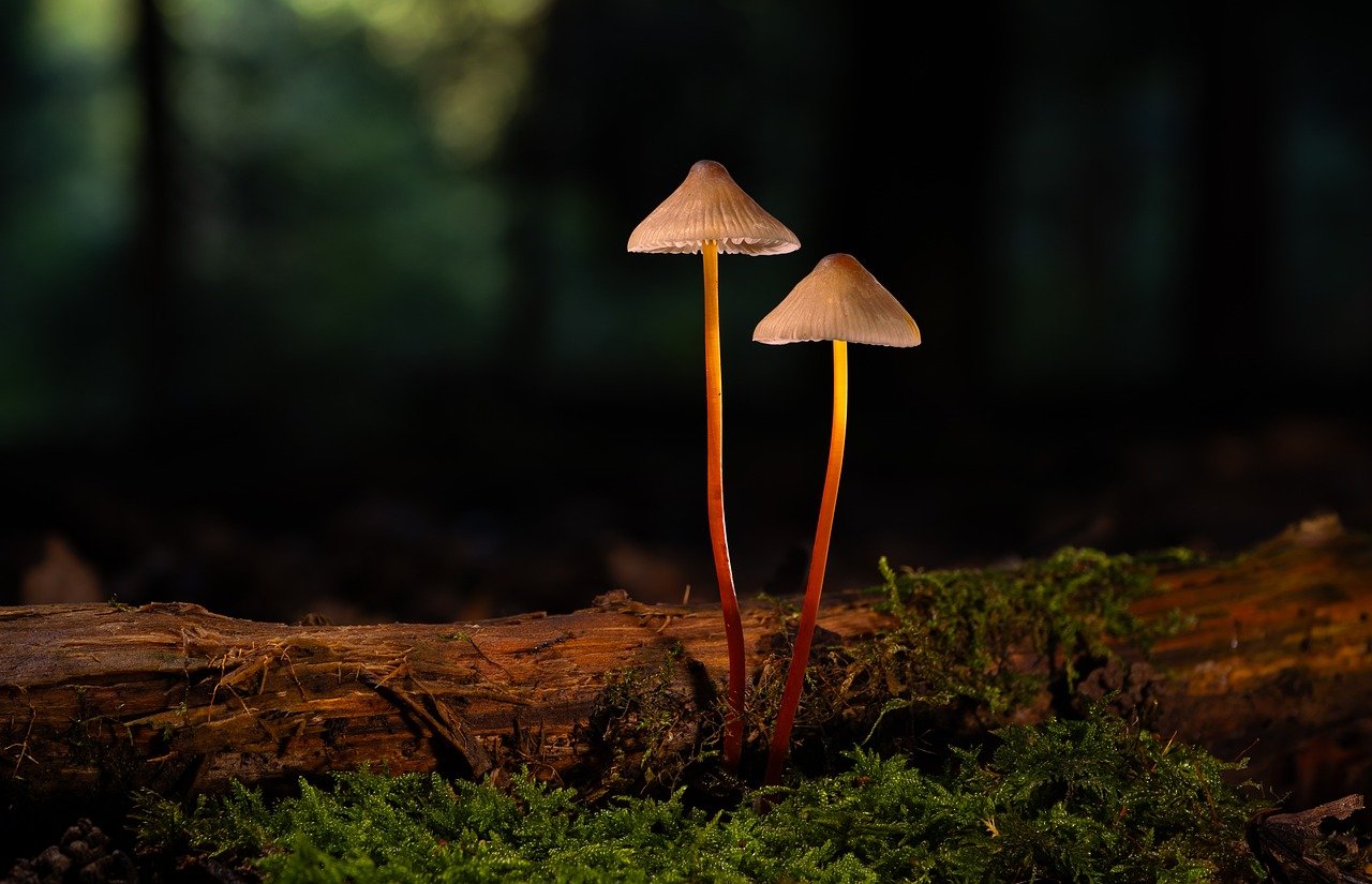 口袋妖怪日月：北京代理快递公司注册条件